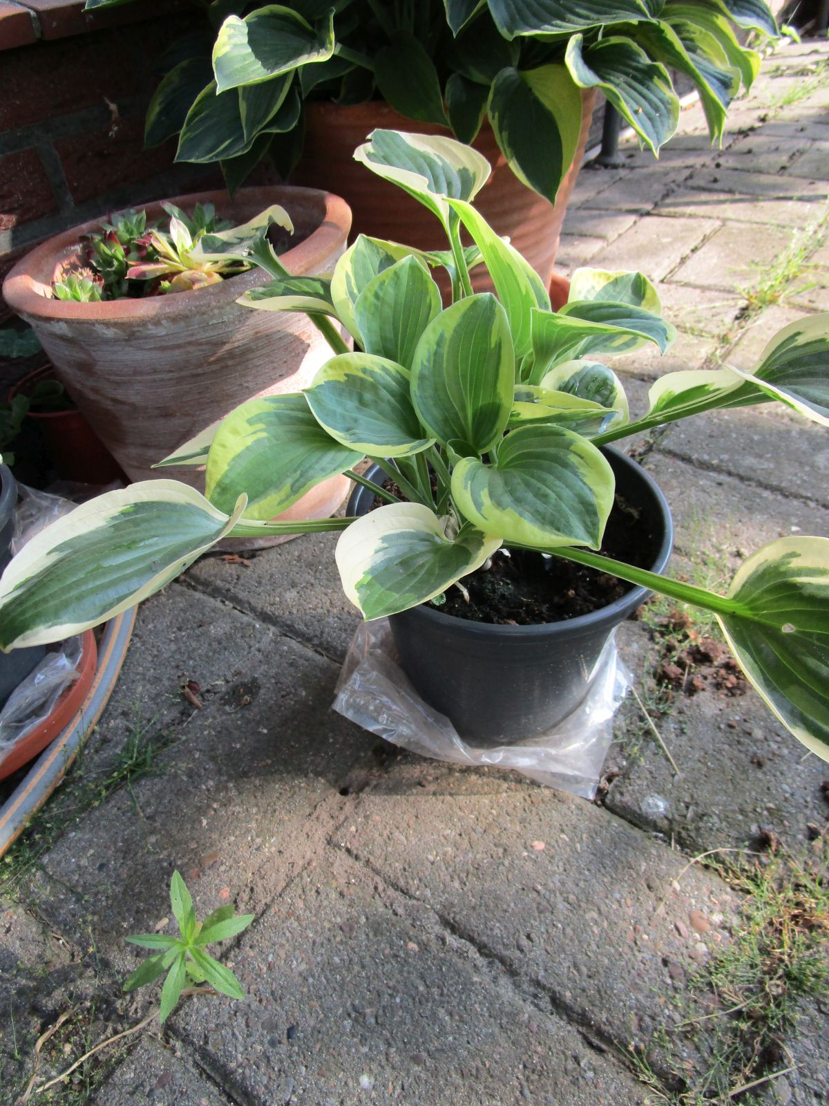 Hosta Mama Mia