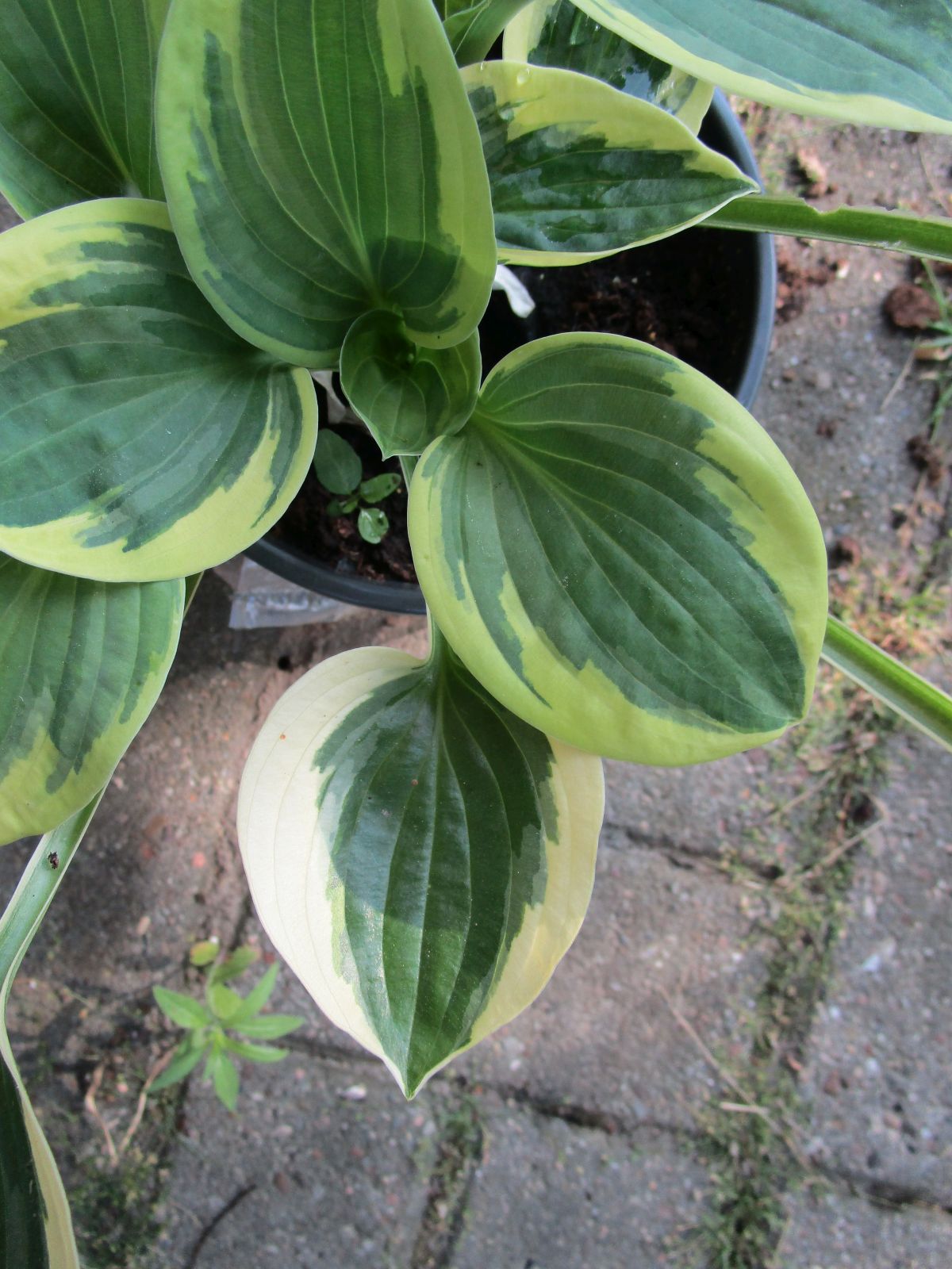 Hosta Mama Mia Blatt