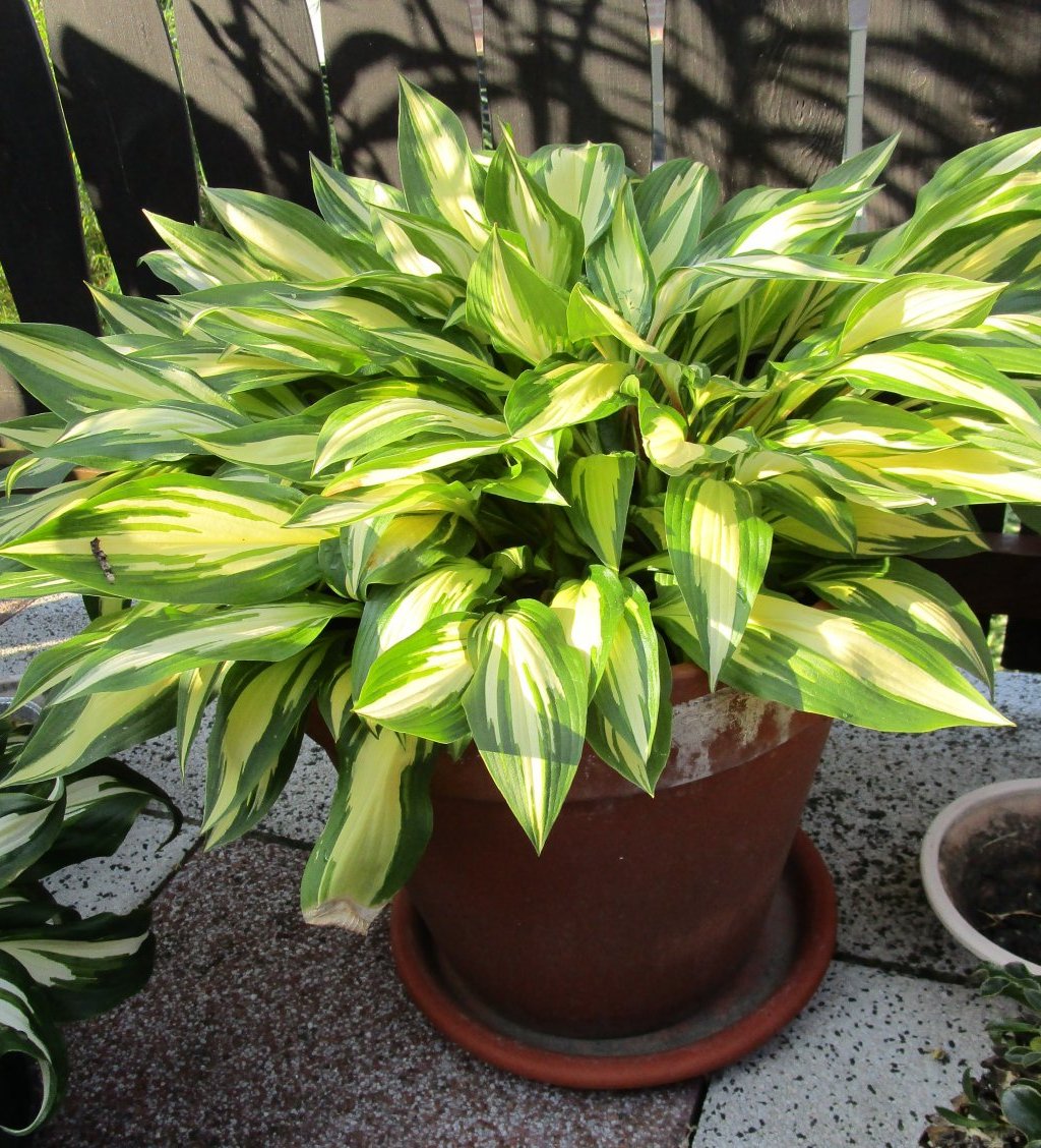 Hosta Calypso