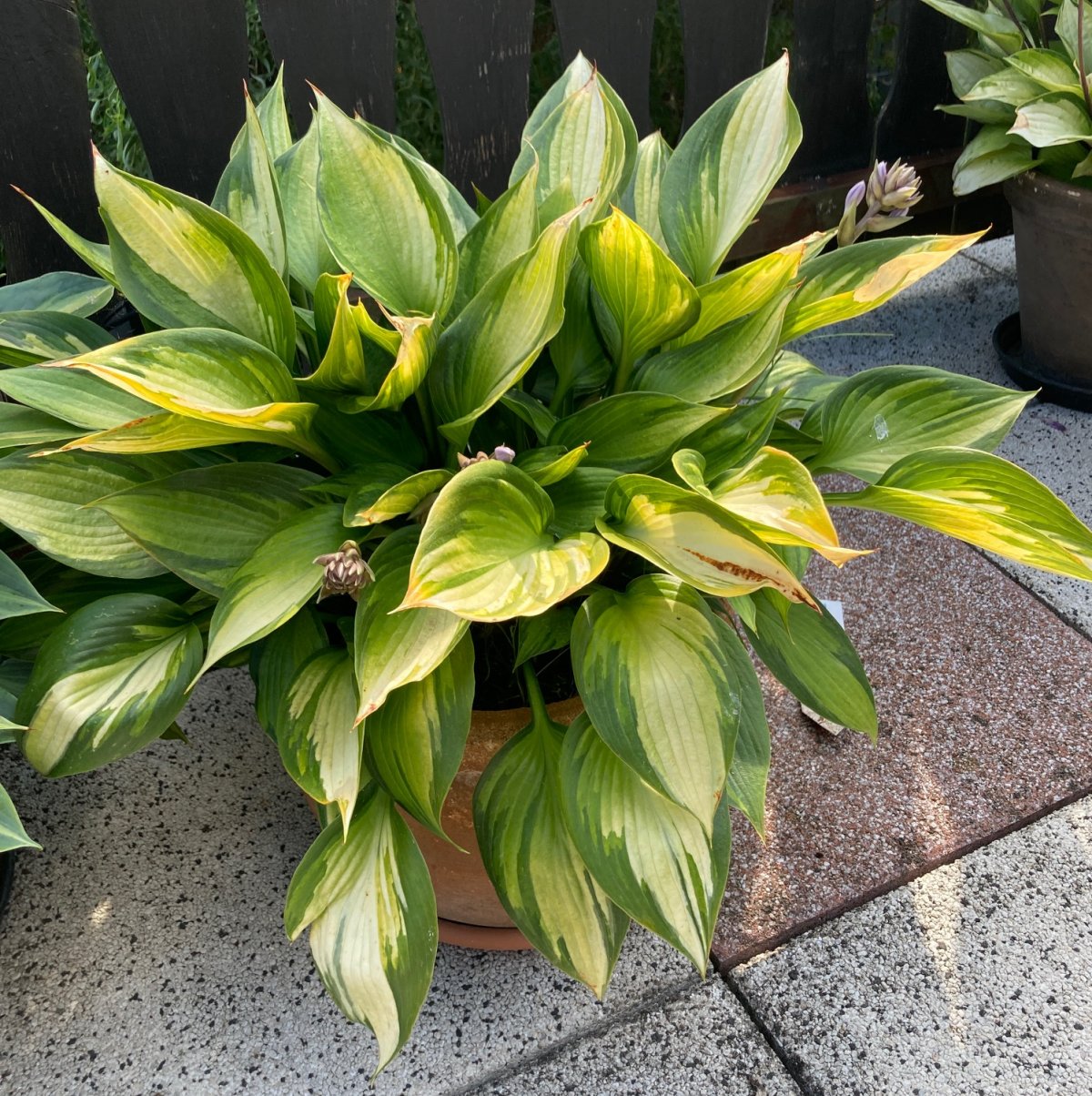 Hosta Justine