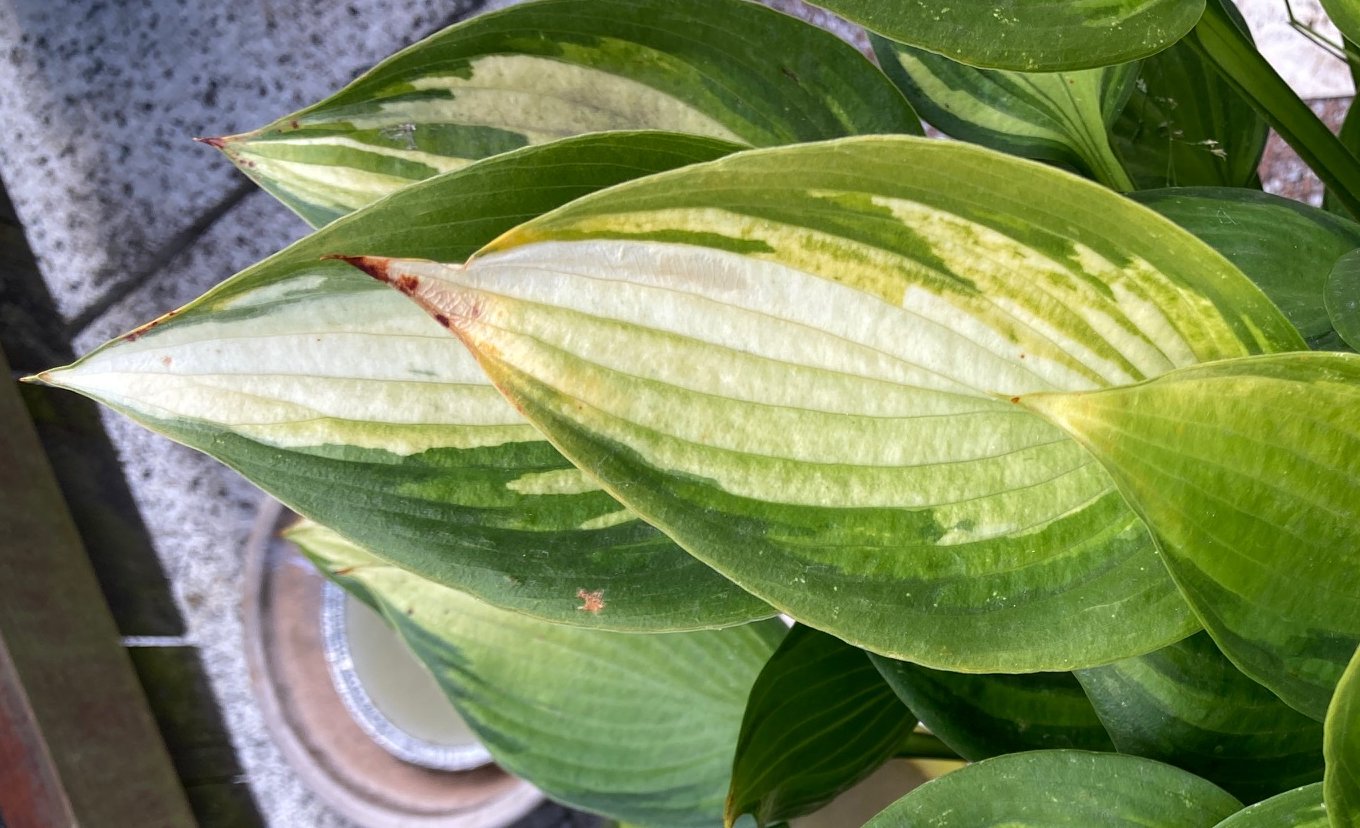 Hosta Justine Blatt