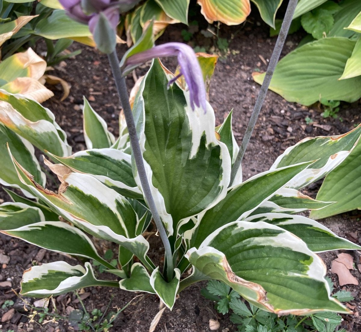 Hosta Patriot