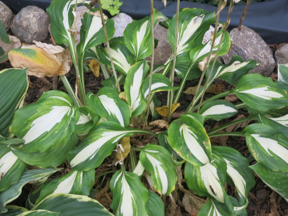 Hosta Undulata