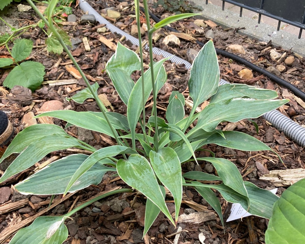 Hosta Venetian Skies